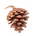 Pine cones isolated on white background with clipping path