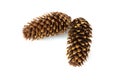 Pine cones isolated on white background.Evergreen Pinecones