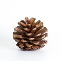 Pine cones isolated on white background Royalty Free Stock Photo