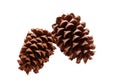 Pine Cones - Isolated on White Background. Natural brown pinecones from evergreen tree.