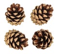 Pine cones isolated Royalty Free Stock Photo