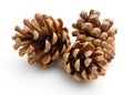 Pine cones isolated on white background Royalty Free Stock Photo