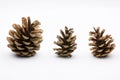 Pine cones isolated on white Royalty Free Stock Photo