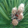 pine cones and ladybug