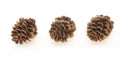 Pine cones of larches