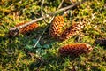 Pine cones lying on the grass on a sunny winter day Royalty Free Stock Photo