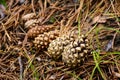 Pine cones lying on the ground Royalty Free Stock Photo