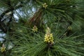 Pine cones Royalty Free Stock Photo