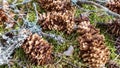 Pine cones in moss with branches