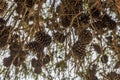 Pine cones in the mountains of Jerusalem