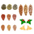 Pine cones natural and golden pine cones and snow pine cones vector Royalty Free Stock Photo