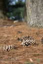 Pine cones and needles