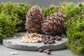 Pine cones and nuts. Composition with moss on a gray concrete background Royalty Free Stock Photo