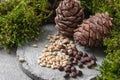 Pine cones and nuts on a gray concrete background Royalty Free Stock Photo