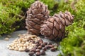 Pine cones, nuts and natural moss on a gray concrete background Royalty Free Stock Photo