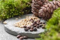 Pine cones, nuts and natural moss on a gray concrete background. Background image Royalty Free Stock Photo