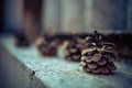 Pine cones on an old stone fence in a row Royalty Free Stock Photo