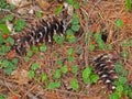 two Pine cones and red partridgeberries Royalty Free Stock Photo