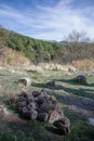 Pine cones piled up on the ground in Sierra de Huetor Royalty Free Stock Photo