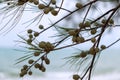 Pine Cones and Pine Needle Leaves on the Pine Tree. Royalty Free Stock Photo