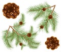 Pine cones with pine needles