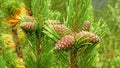 Pine cones and a pine tree branch. Fir tree. Natural mountain trees and coniferous plants wallpaper or background. 