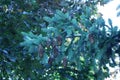 Pine cones on a pine tree branch.