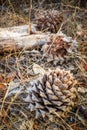 Pine Cones in Pinnacle National Park Royalty Free Stock Photo