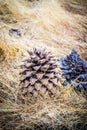 Pine Cones in Pinnacle National Park Royalty Free Stock Photo