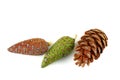 Pine cones of pinus cembra isolated on a white Royalty Free Stock Photo