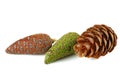 Pine cones of pinus cembra isolated on a white Royalty Free Stock Photo