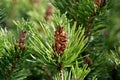 Pine cones of pinus mugo in spring in the garden closeup