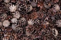 Pine cones