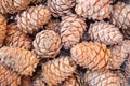 Pine cones from Siberia closeup Royalty Free Stock Photo