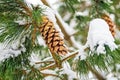 Pine cones on a snow-covered branch of a pine tree. Christmas card Royalty Free Stock Photo