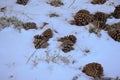 Pine Cones In Snow