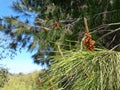 Pine cones sprout Royalty Free Stock Photo