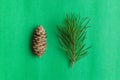 Pine cones. Royalty Free Stock Photo