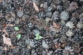 Pine cones and spruce cones on the ground. Christmas background