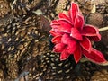 Pine cones spruces with red wood flower vintage decor photo picture