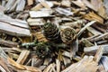Pine cones on Tree bark chips Royalty Free Stock Photo