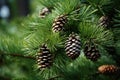 pine cones on a tree