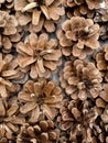 Pine cones. Tree seeds. Coniferous. On wooden Background