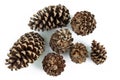 Pine cones from pine trees on a white background