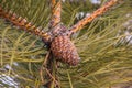 Pine cones - a typical genus of conifers