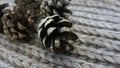 Pine cones on a warm brown scarf Royalty Free Stock Photo