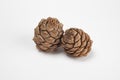 Pine cones on a white background close-up, side view Royalty Free Stock Photo