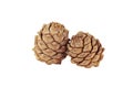 Pine cones on a white background close-up, side view Royalty Free Stock Photo