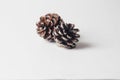 2 pine cones on a white table Royalty Free Stock Photo