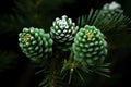 The pine cones are young and have not yet opened up. The pine cones are arranged in a triangular formation Royalty Free Stock Photo